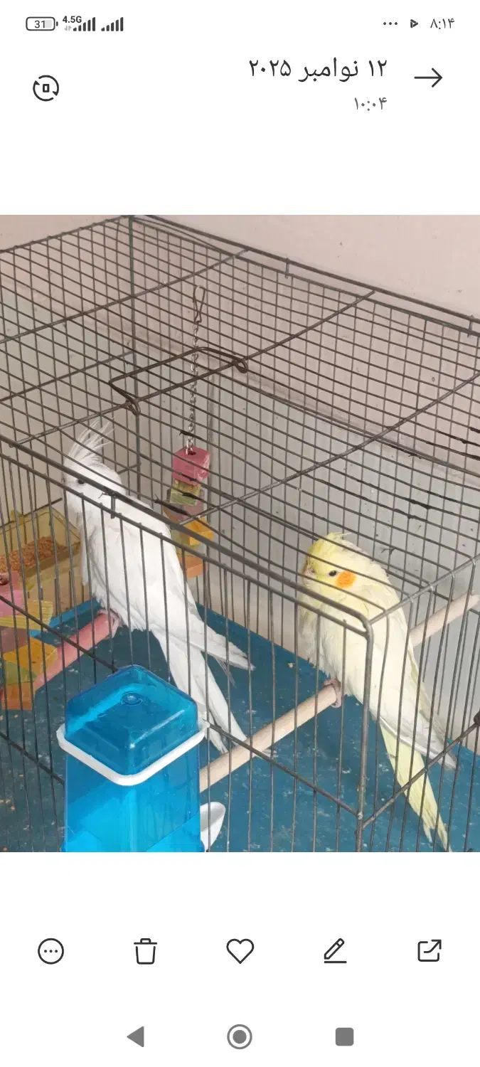 جوجه عروس هلندی. قناری|پرنده|شیراز, سعدیه شمالی|دیوار