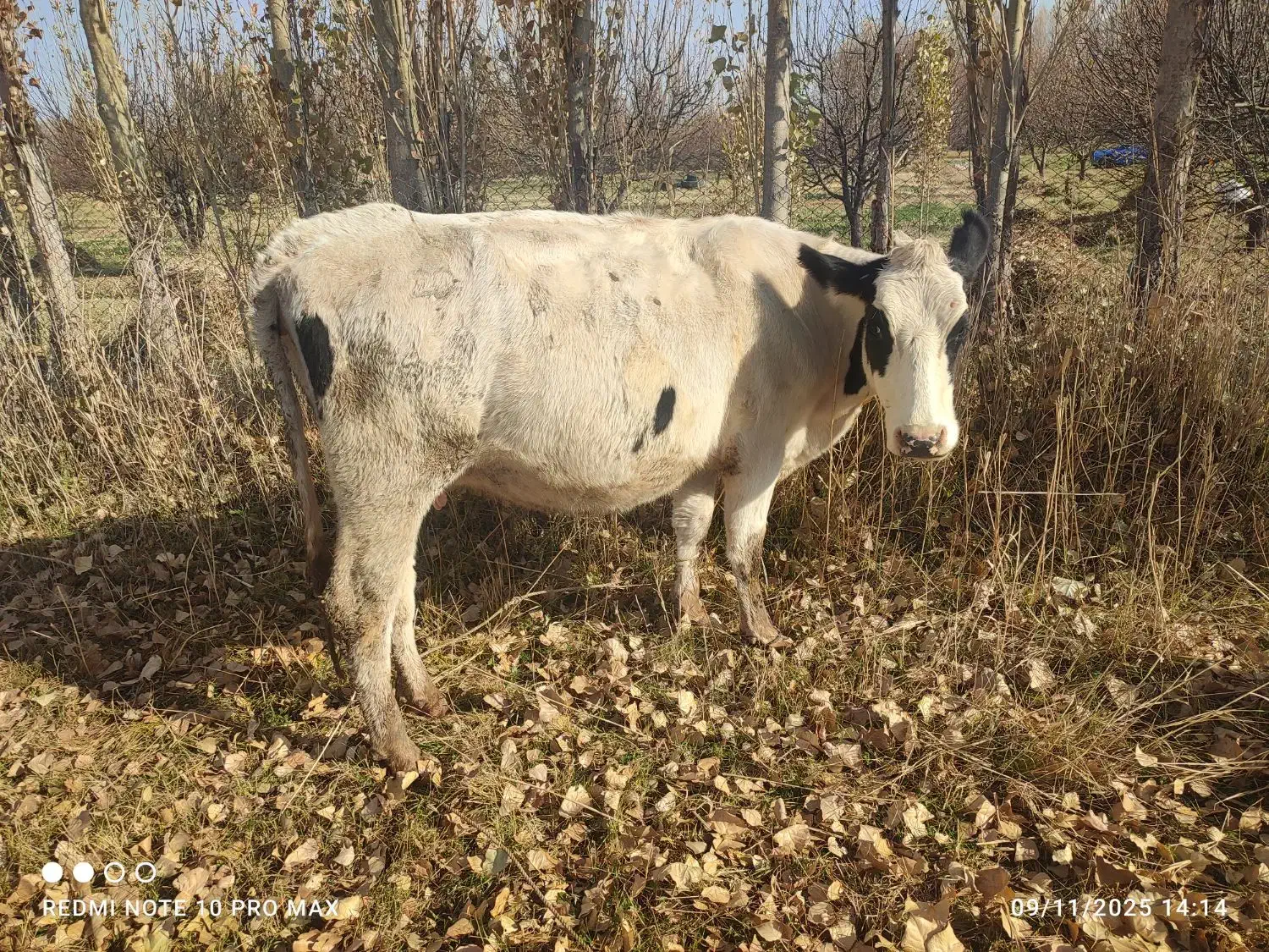 گاو گوشتی شکم اول|حیوانات مزرعه|هشترود, |دیوار