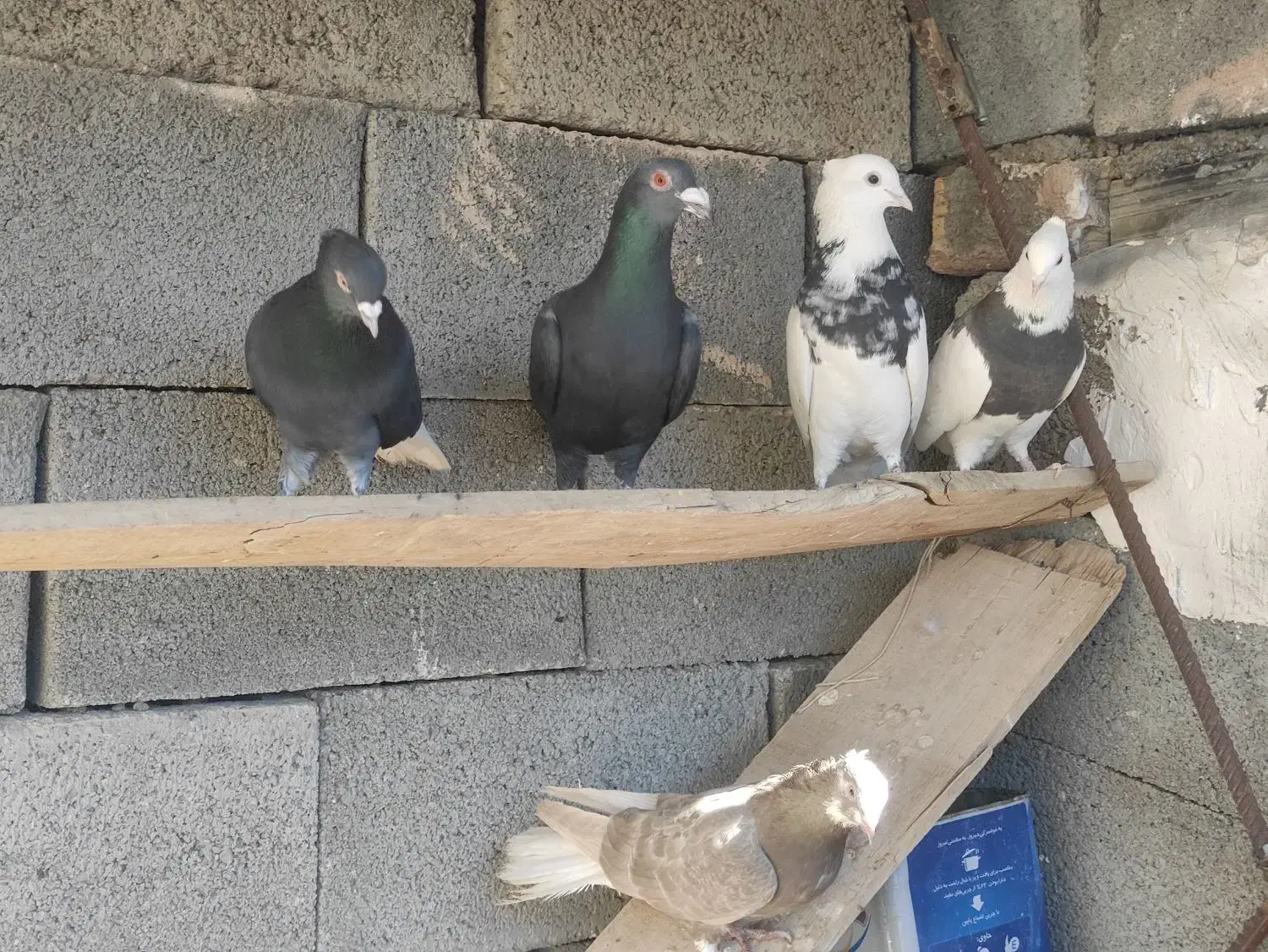 رنگی|پرنده|آباده, |دیوار