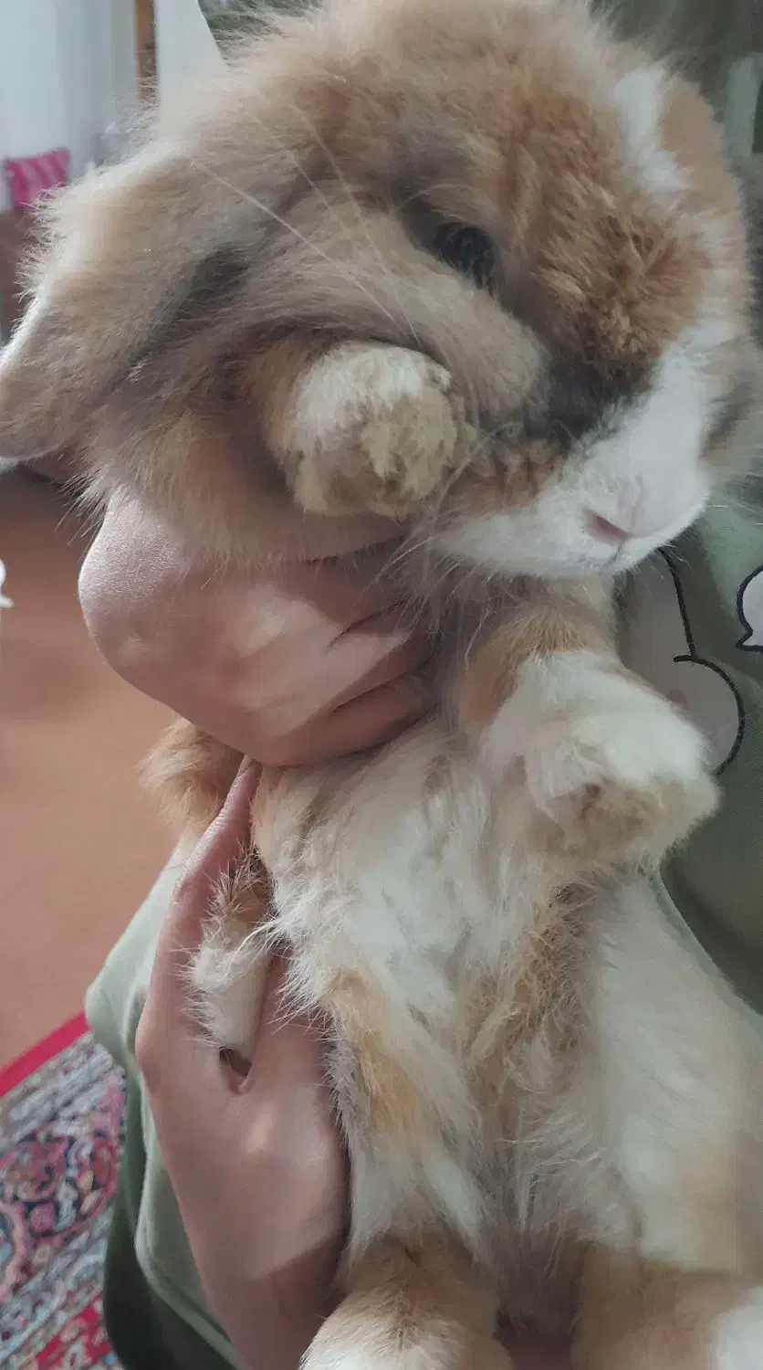 خرگوش لوپ|موش و خرگوش|کوچصفهان, |دیوار