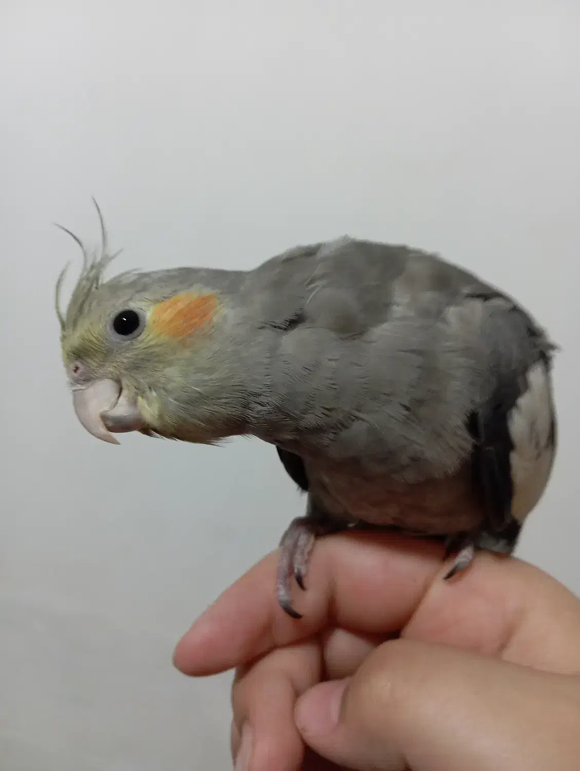 جوجه عروس هلندی سخن گو|پرنده|نورآباد, |دیوار