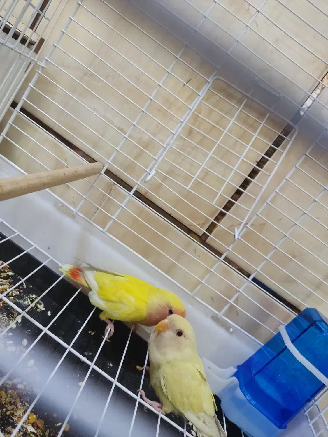 طوطی برزیلی دستی کامل|پرنده|حمیدیه, |دیوار