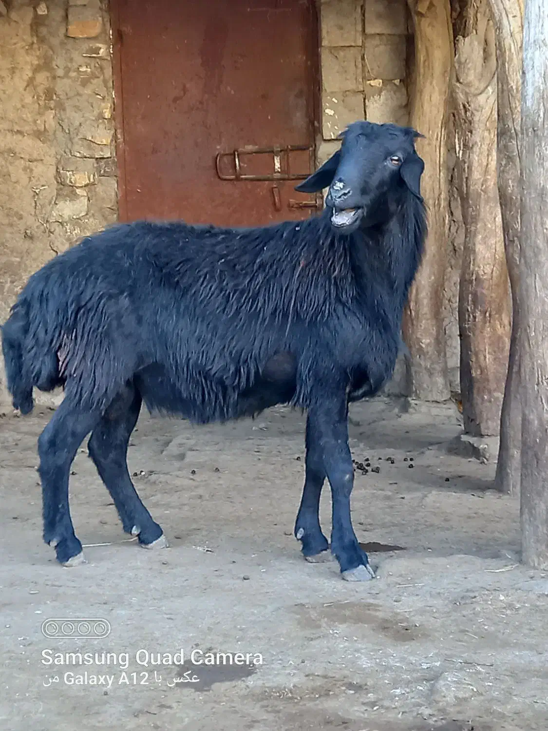 بره گوچ دو دندون|حیوانات مزرعه|نمین, |دیوار