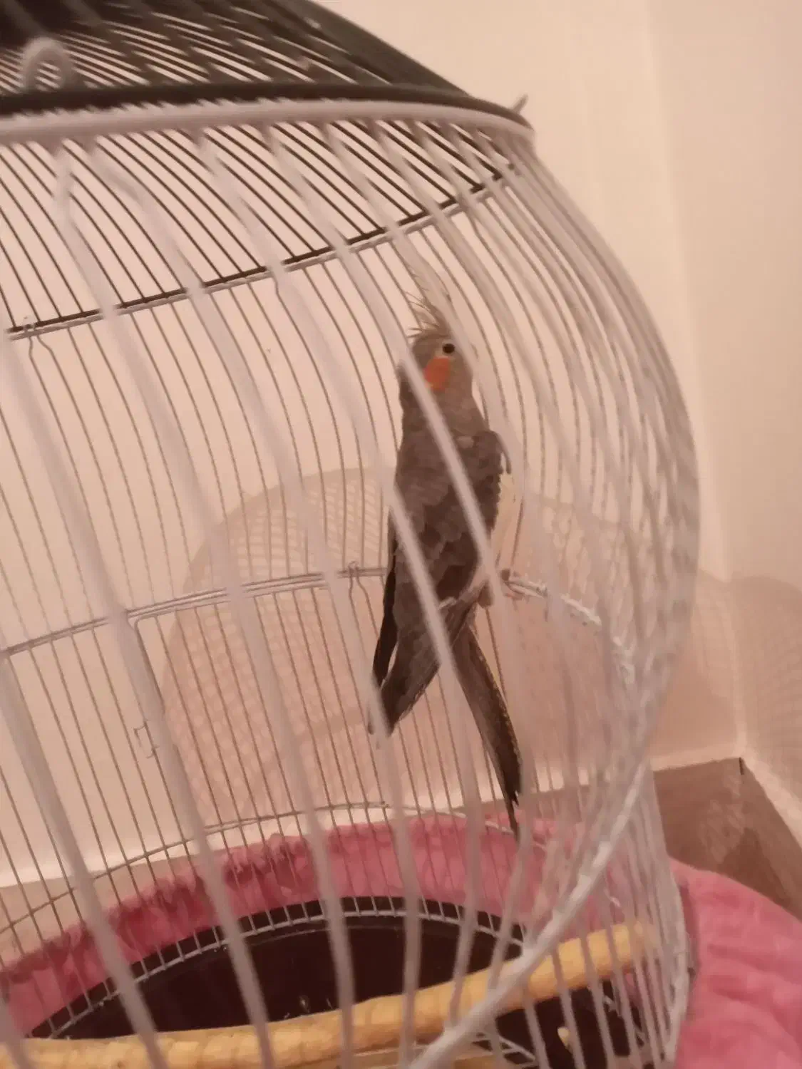 عروس هلندی طوسی|پرنده|تبریز, |دیوار