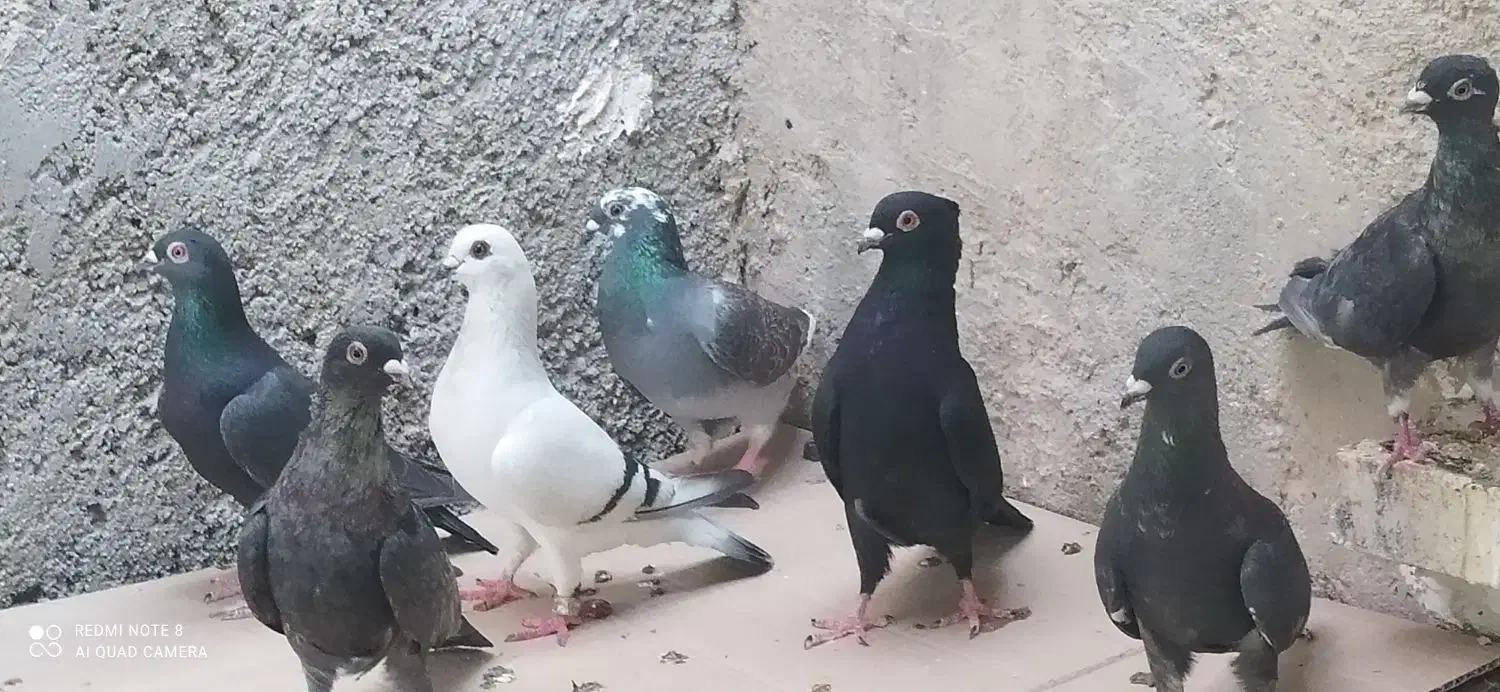 کبوتر فروشی فقط باهم|پرنده|خورموج, |دیوار