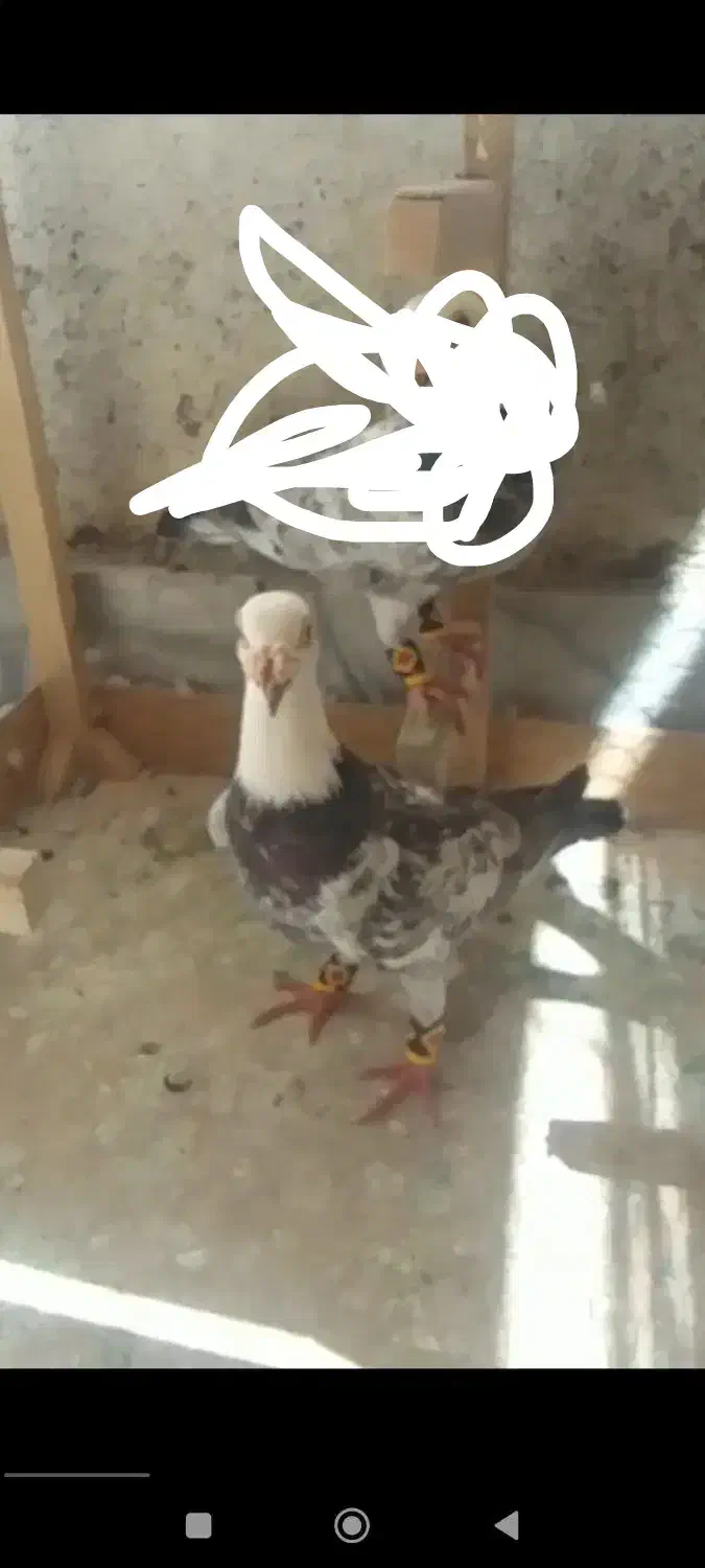 کفتر سوسکی یا بزک گمشده|پرنده|مشهد, شهید قربانی|دیوار