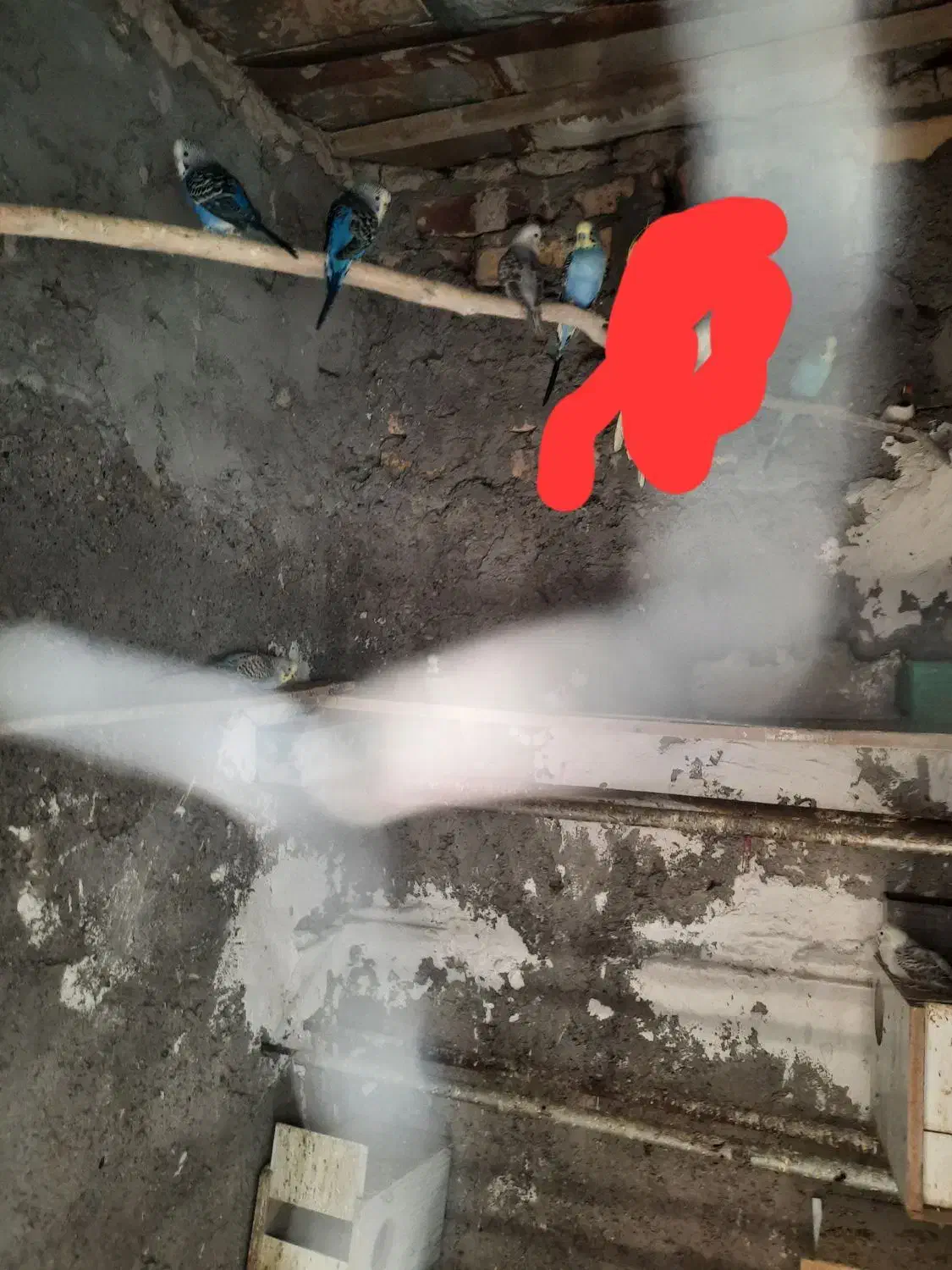 مرغ عشق|پرنده|هامون, |دیوار