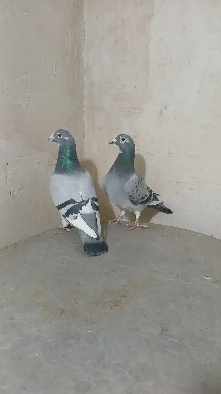 جفت نروماده پلاکی نامبروان|پرنده|آذرشهر, |دیوار