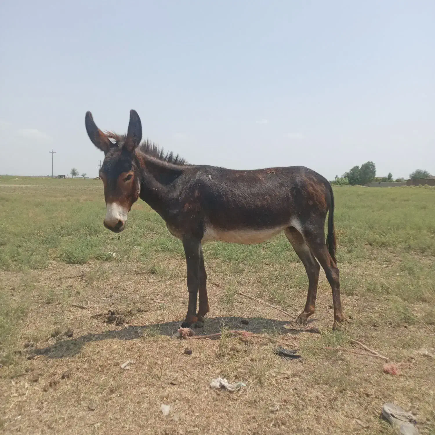 الاغ گوسفندی ارام|حیوانات مزرعه|رباطکریم, نوده|دیوار