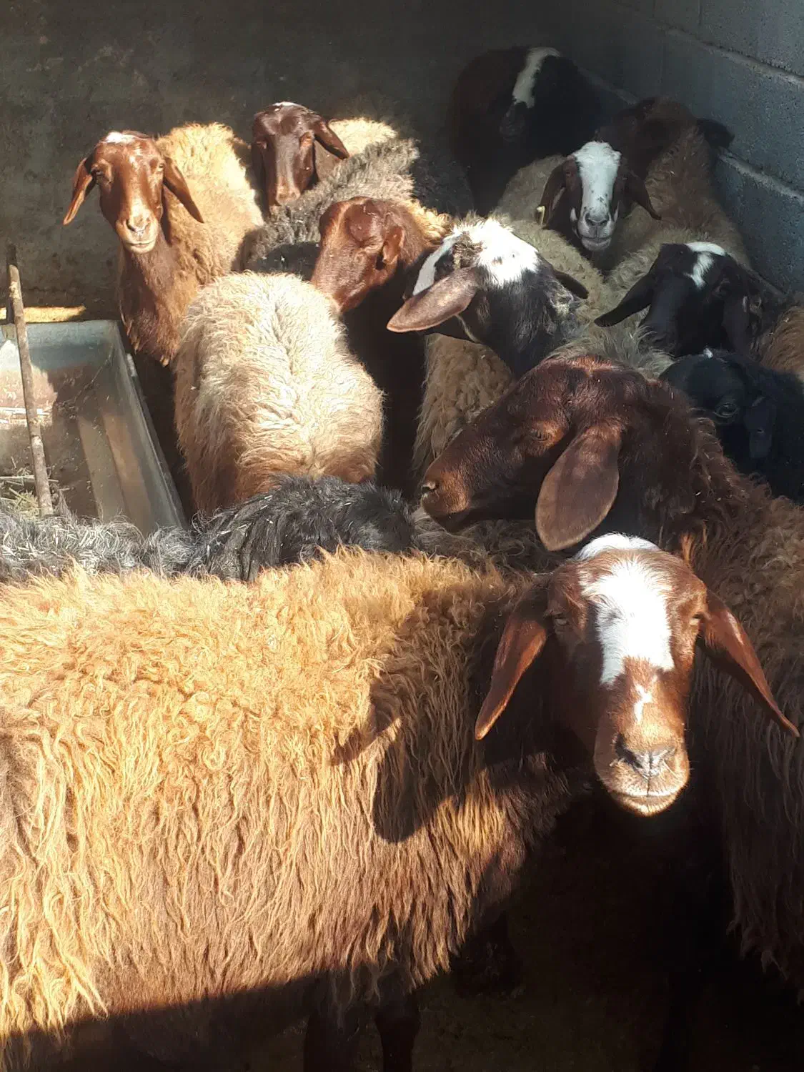 میش بره داشتی گله داری یک داغ|حیوانات مزرعه|فلاورجان, |دیوار