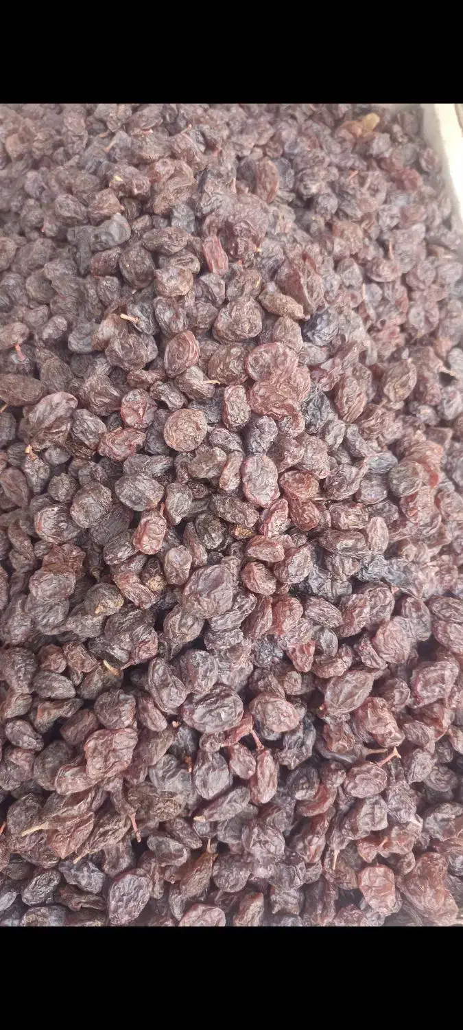 آفتابی قندبالا( تاکستان)|عمده‌فروشی|تهران, جمال‌زاده|دیوار