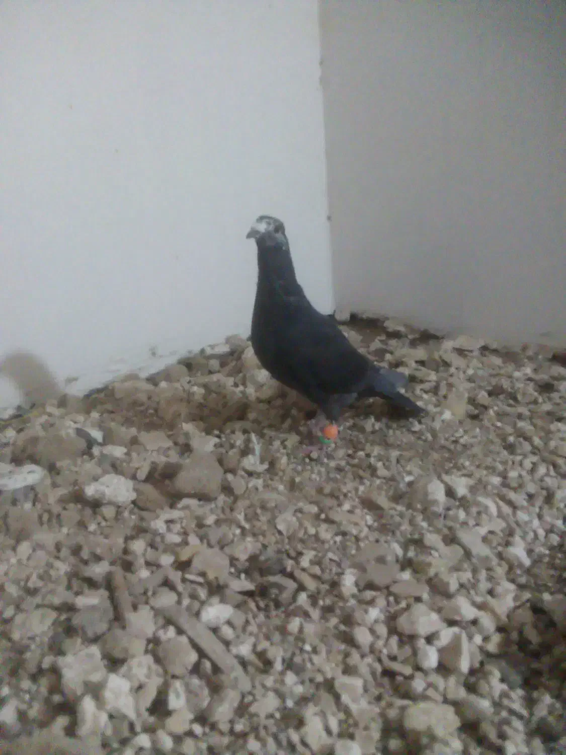 جوانه نر سوسکی بزک 500|پرنده|تربتحیدریه, میدان مرکزی|دیوار