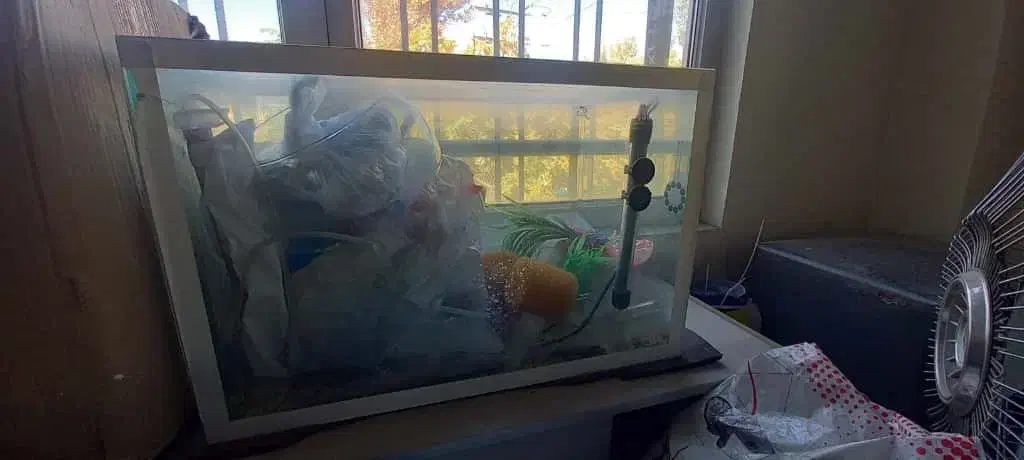 آکواریوم با کلیه تجهیزات|ماهی|پردیس, شهرک صنعتی خرمدشت فاز ۷|دیوار