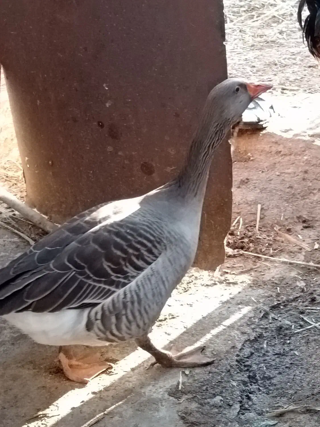 غاز نر|حیوانات مزرعه|خرمشهر, |دیوار