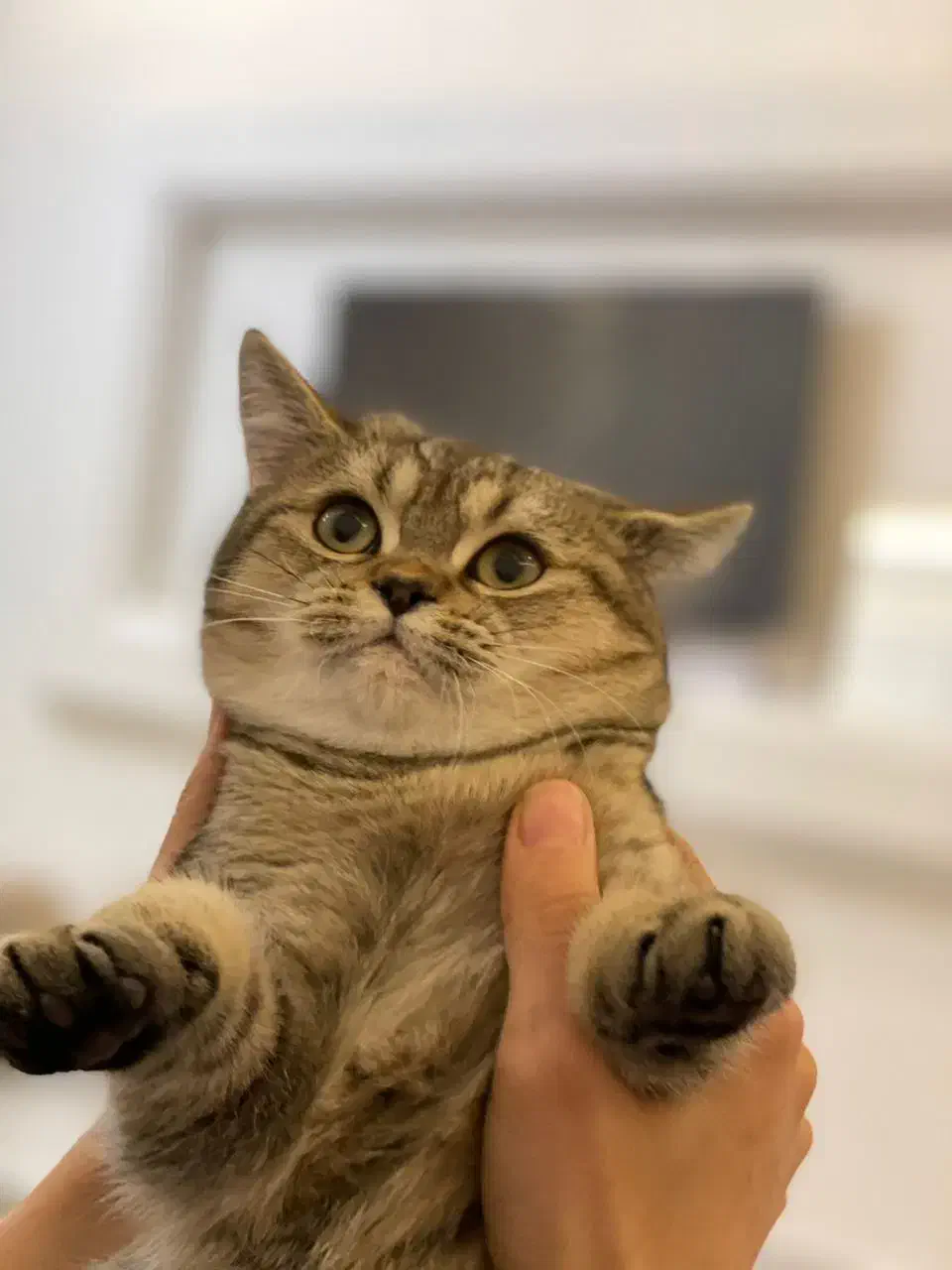 گربه بریتیش 3 ماهه اصیل|گربه|بندرعباس, |دیوار