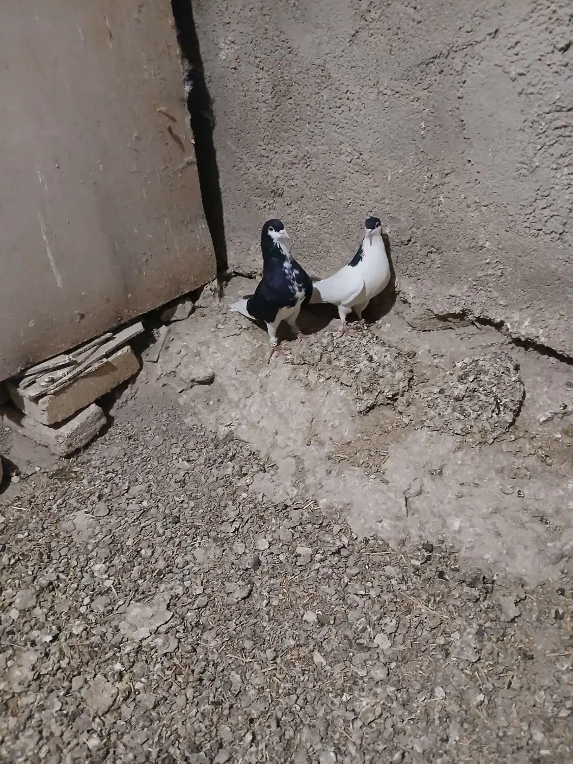 سلام ی حفت سیاه پوش نروماده.|پرنده|قزوین, |دیوار