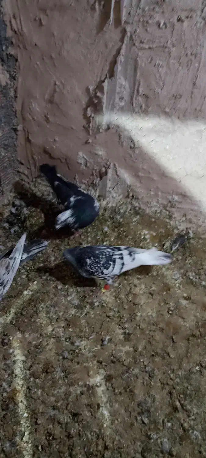 صید چند روز اخیر|پرنده|بجنورد, |دیوار