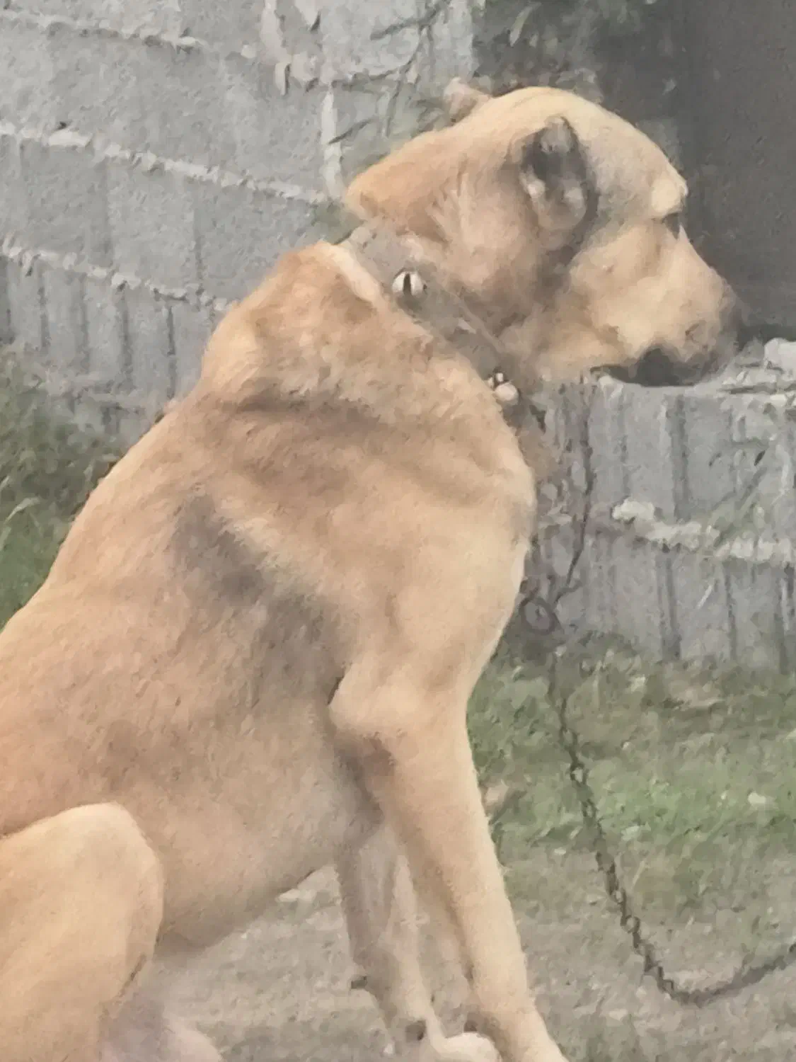 سگ نگهبان|سگ|رشت, حومه رشت|دیوار