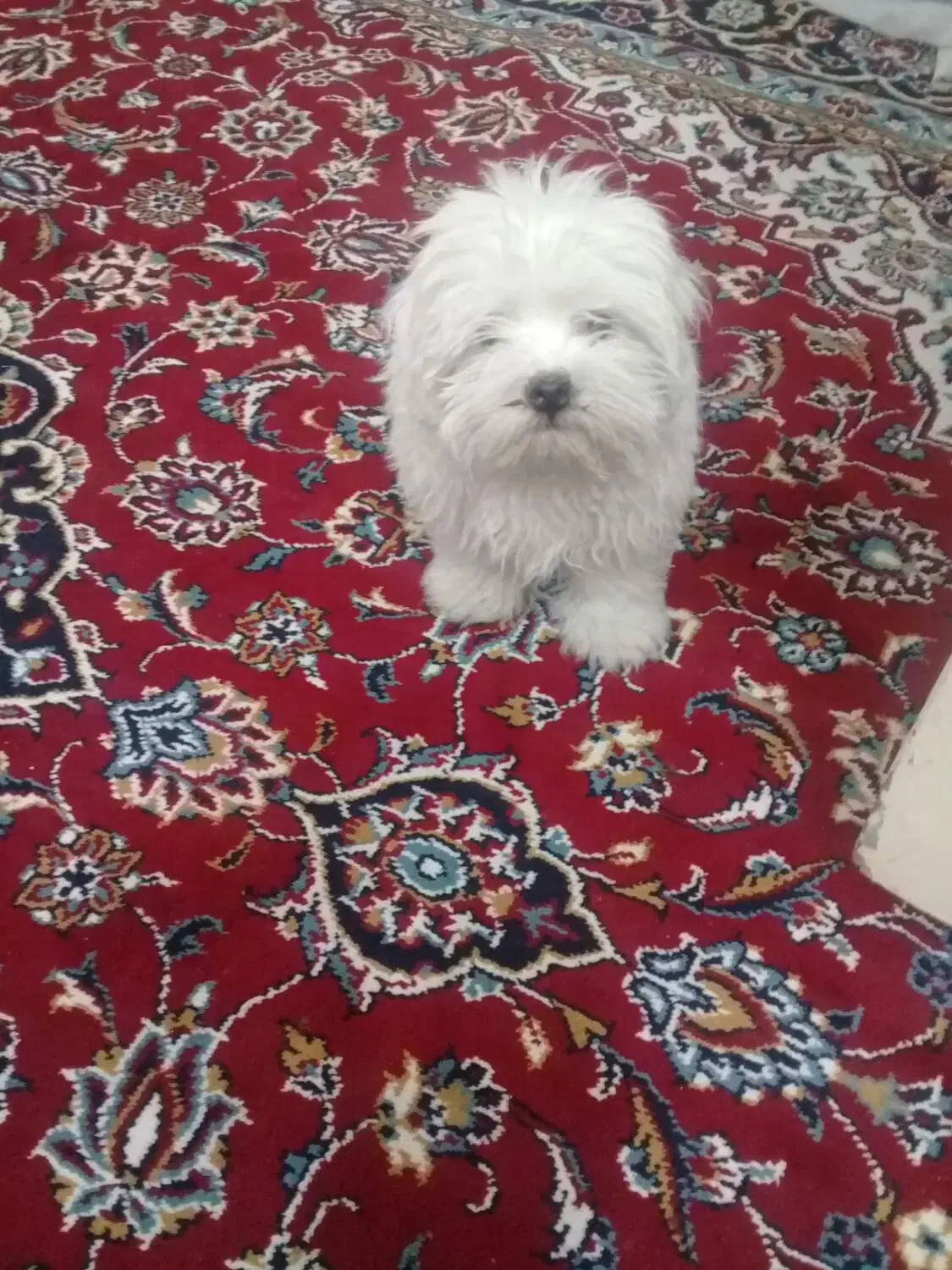 سگ مینیاتوری|سگ|مرند, |دیوار