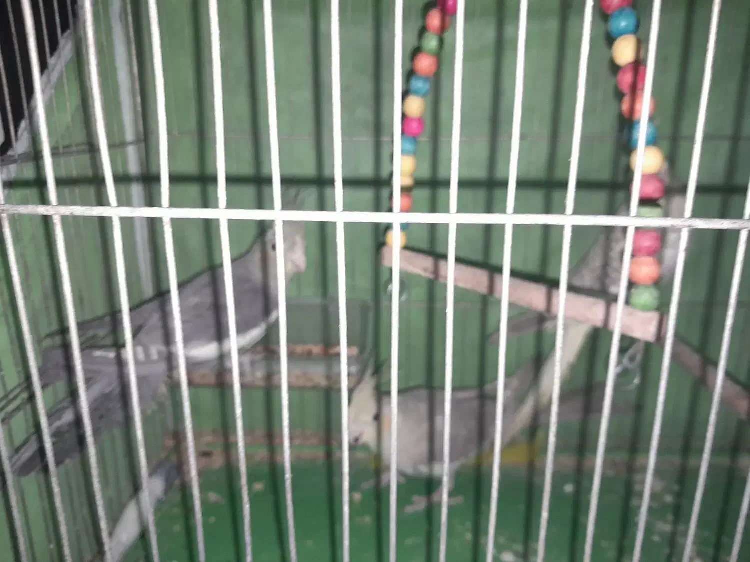 عروس هلندی|پرنده|اصفهان, شهرک کاوه|دیوار