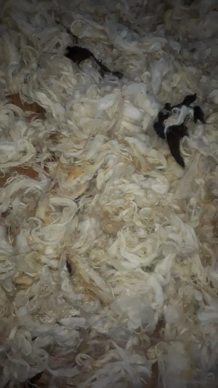 پشم گوسفند شسته شده|رختخواب، بالش، پتو|تالش, تالش|دیوار