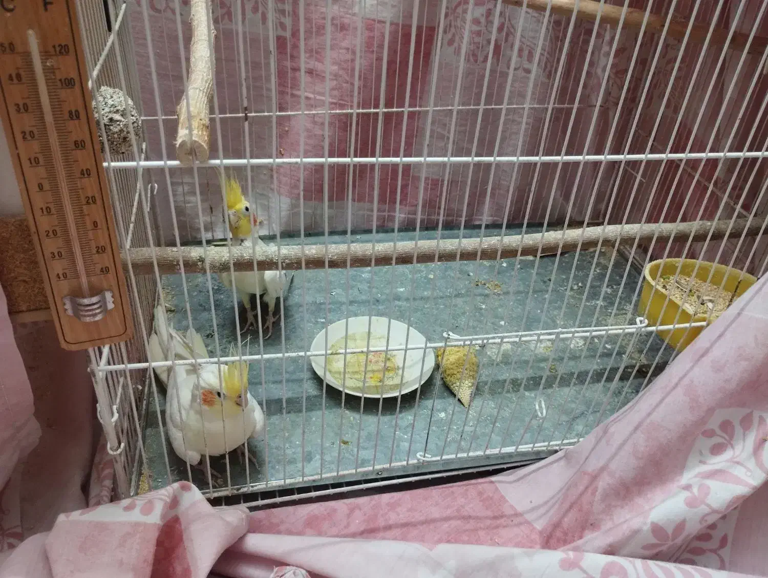 یک جفت عروس هلندی با جوجه|پرنده|سبزوار, قلعه‌نو دهزار|دیوار