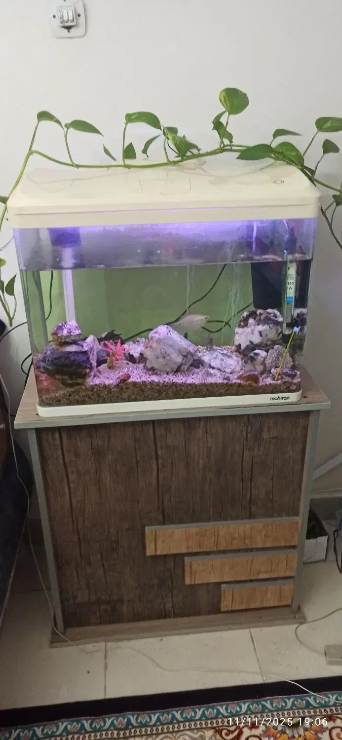 آکواریوم ماهیران|ماهی|شهریار, یوسف آباد صیرفی|دیوار