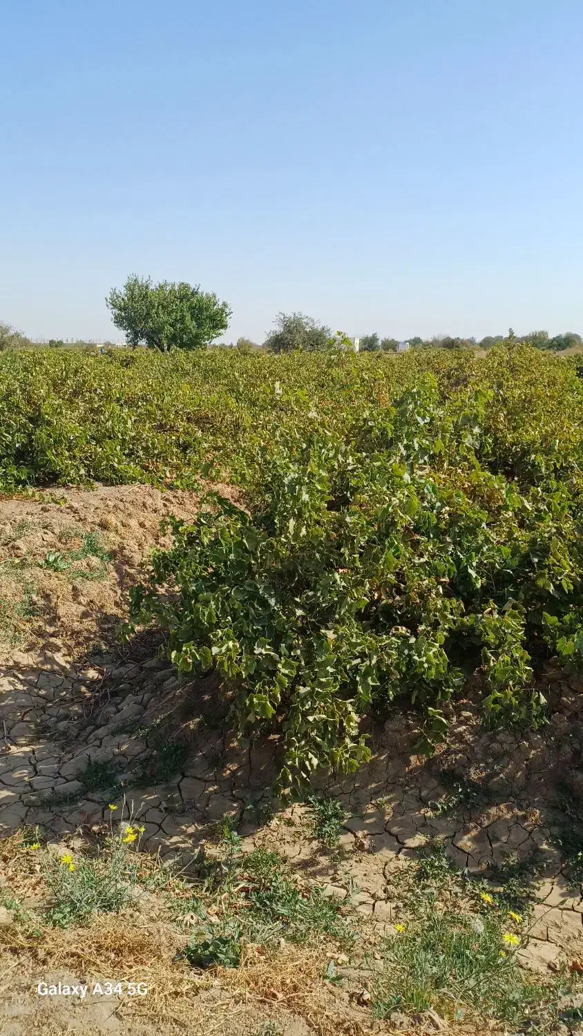 با کمترین هزینه بهترین باغ بخر|فروش دفتر صنعتی، کشاورزی، تجاری|تاکستان, |دیوار