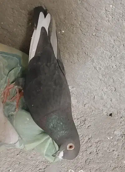 کفتر گمشده|حیوانات|تربت‌حیدریه, ترمینال|دیوار