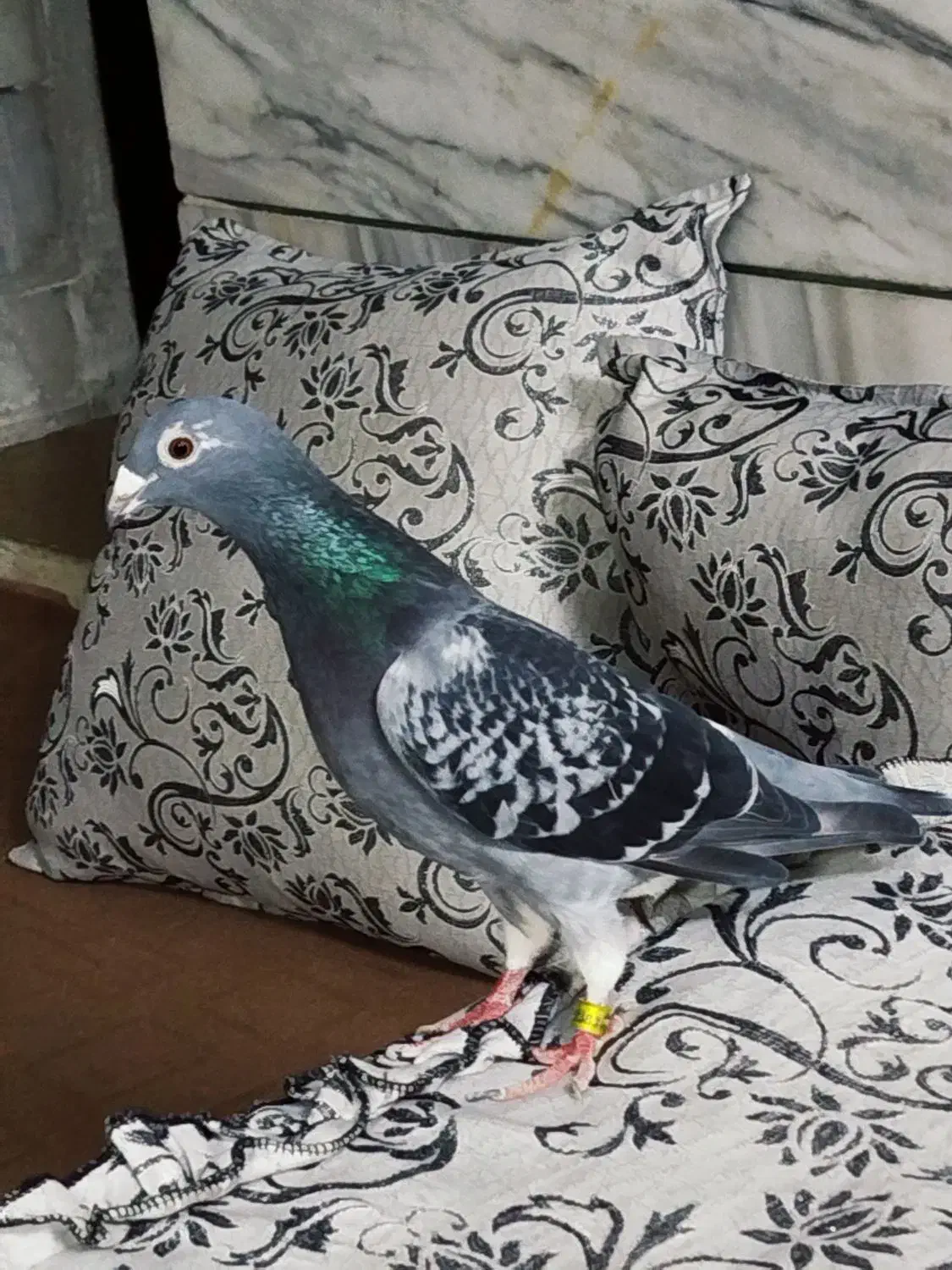 کفتر آلمانی|پرنده|مشهد, فاطمیه|دیوار