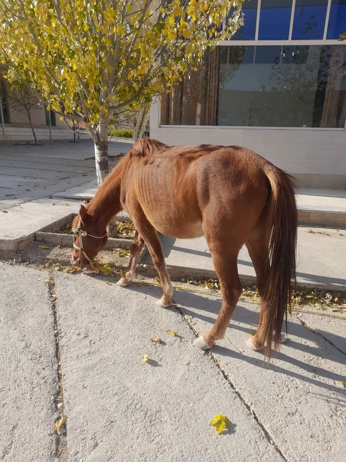 مادیان جوان|اسب و تجهیزات اسب‌سواری|آشخانه, |دیوار