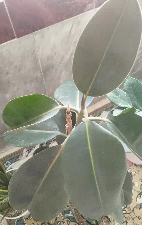 گل فیکوس|گل و گیاه طبیعی|سبزوار, امام خمینی (ناوی)|دیوار