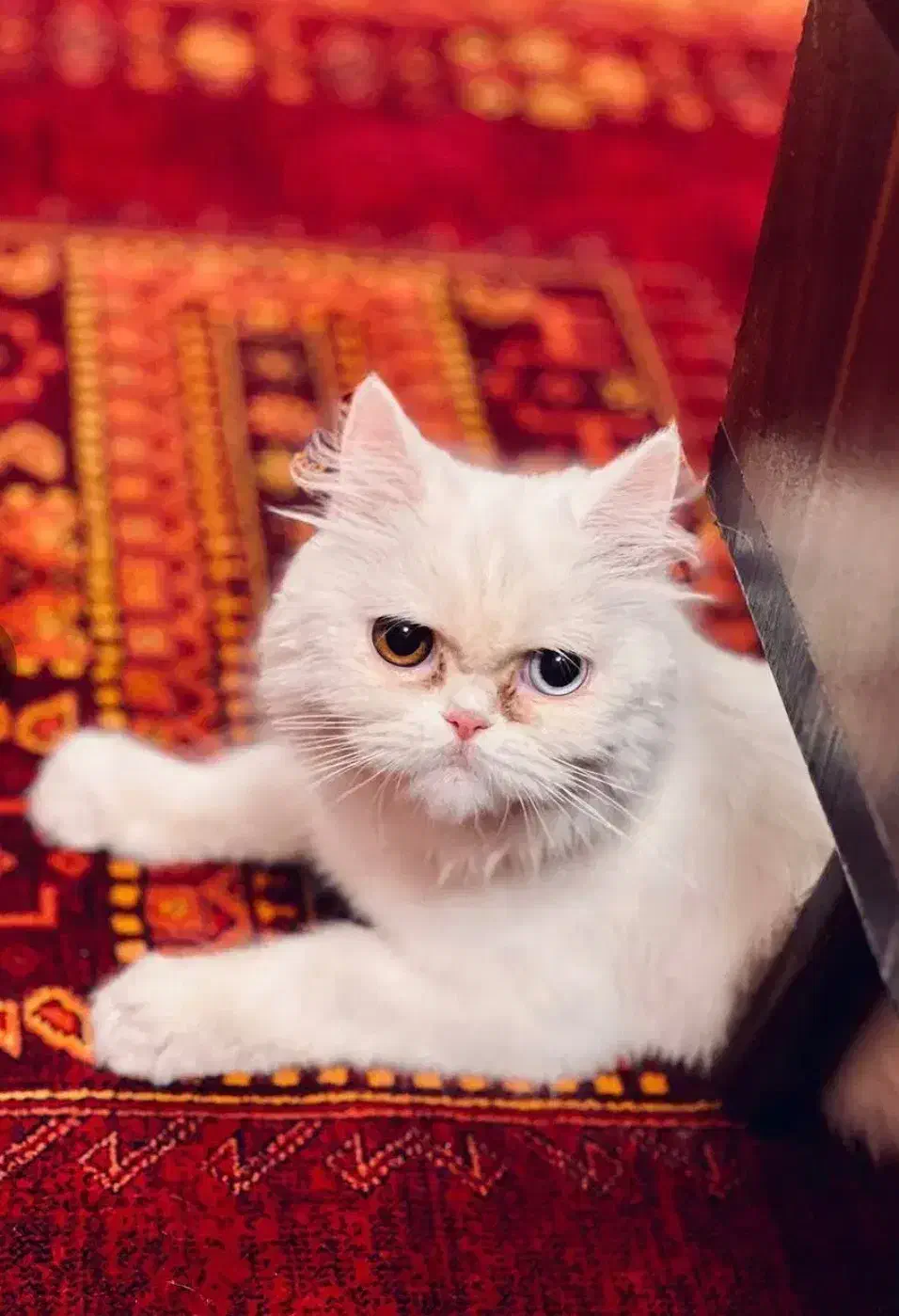 گربه پرشین چشم دورنگ|گربه|مشهد, جاهد شهر|دیوار