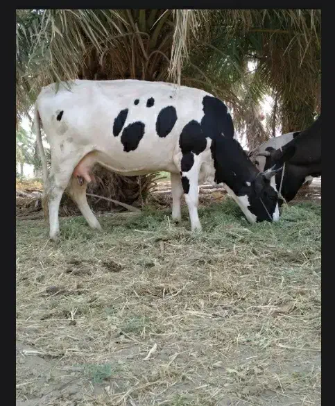 فروش فوری گاو آبستن|حیوانات مزرعه|بمپور, |دیوار