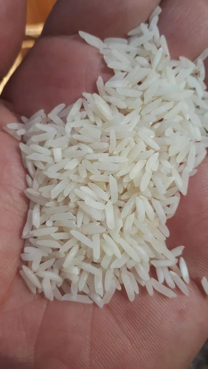برنج طارم هاشمی و محلی شمال|خوردنی و آشامیدنی|شیراز, شهرک پرواز|دیوار