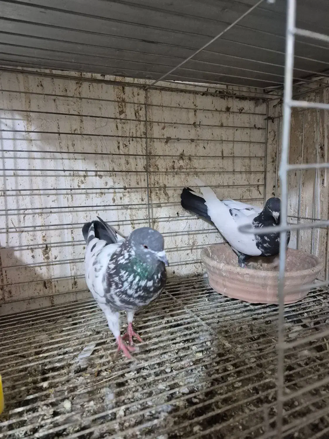 ۳ جفت پرشی|پرنده|شاهین‌شهر, حافظ شمالی|دیوار