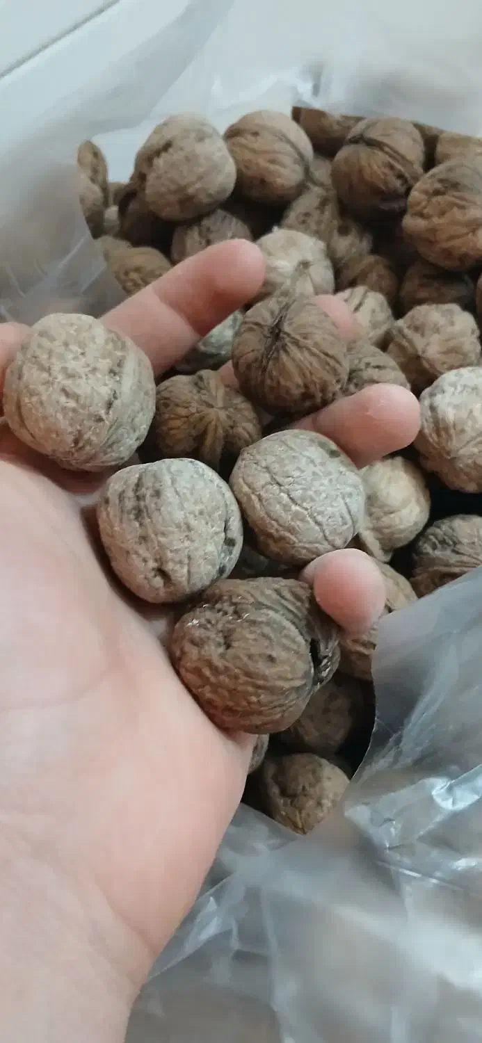 گردو کیلویی ۴۰۰ هزار تومان|خوردنی و آشامیدنی|دهدشت, |دیوار