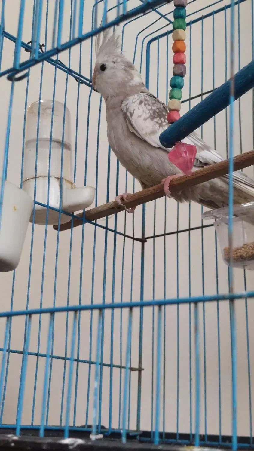 عروس هلندی خوشرنگ نژاد دار|پرنده|محمودآباد, |دیوار