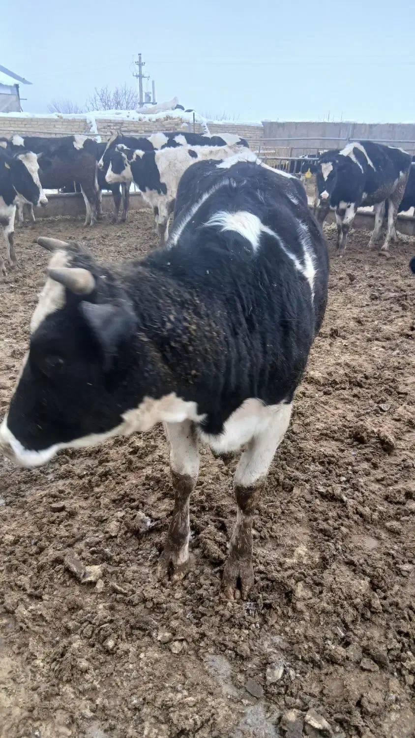 گاو آبستن سنگین|حیوانات مزرعه|ضیاء آباد, |دیوار