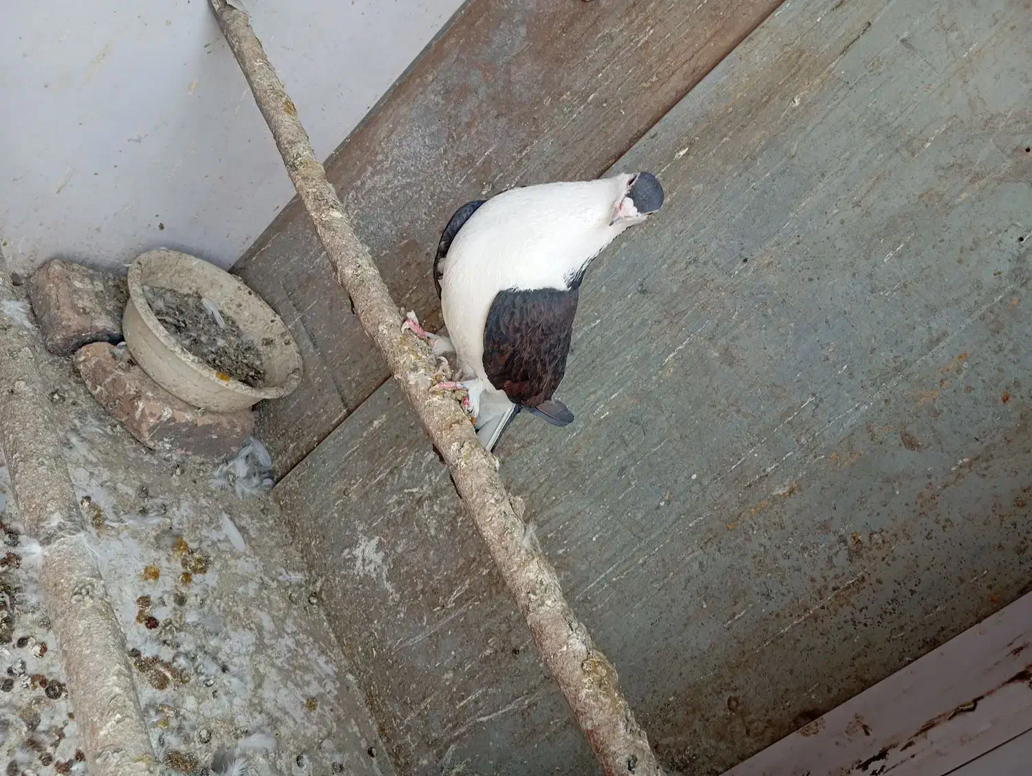 کبوتر|پرنده|پاکدشت, پاکدشت (مامازند)|دیوار