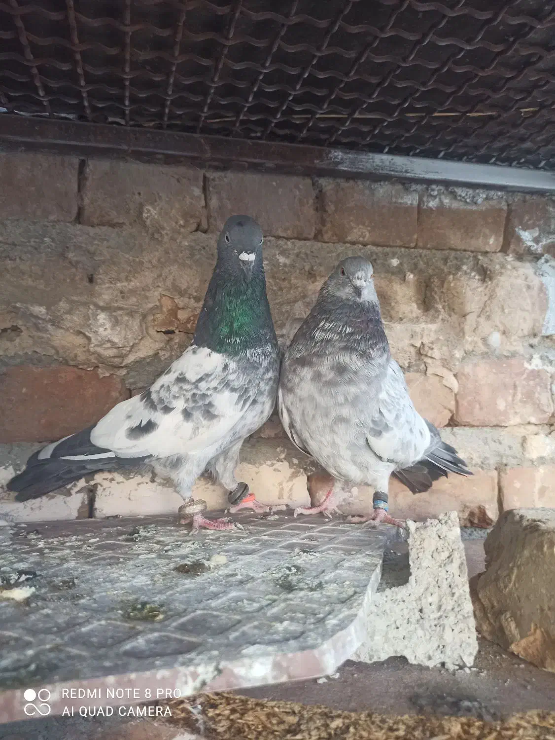 کفتر|پرنده|ایرانشهر, |دیوار