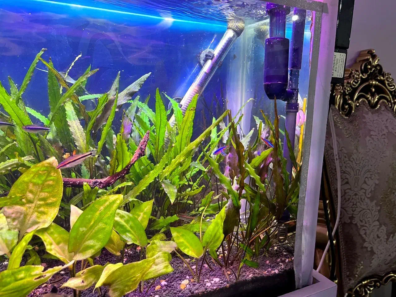 آکواریوم|ماهی|نقده, |دیوار