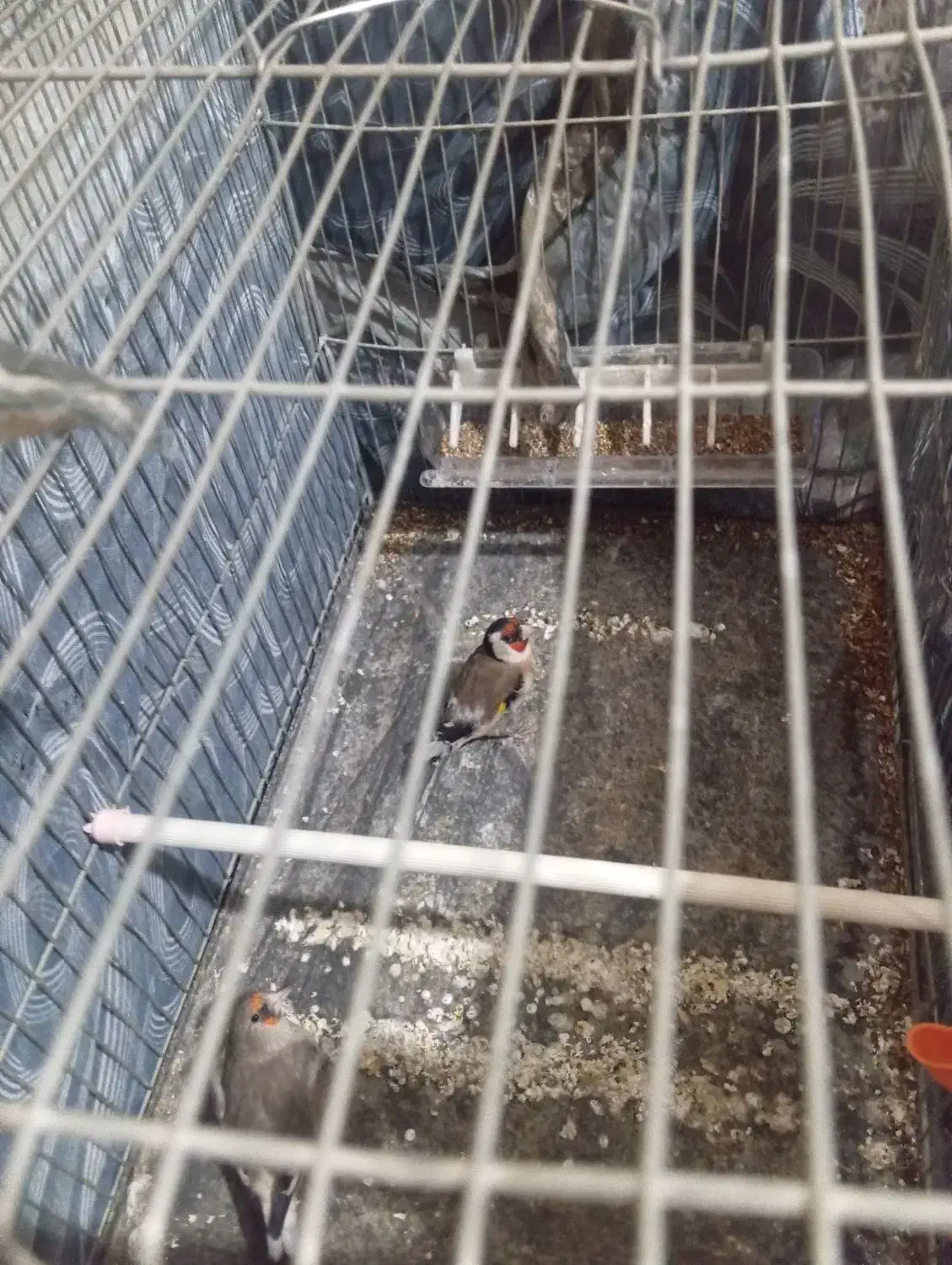 سره|پرنده|ماهیدشت, |دیوار