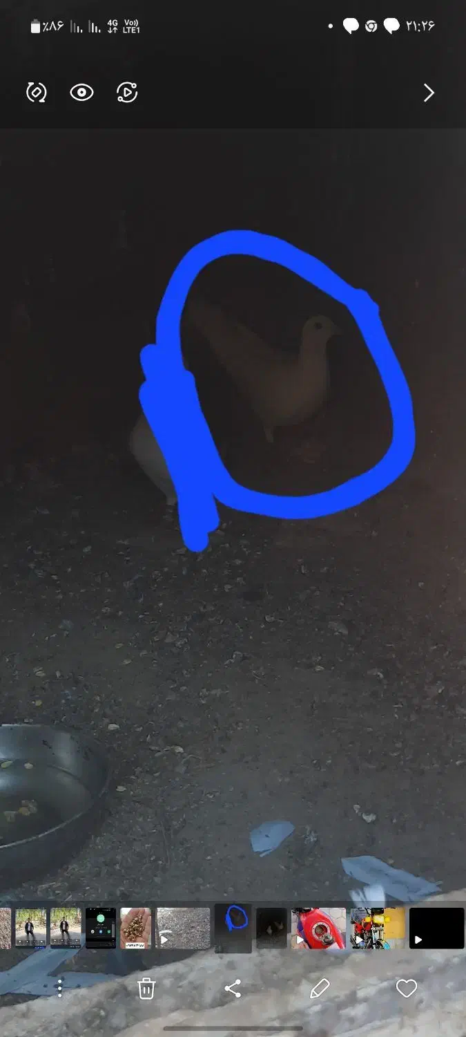 کفتر|پرنده|تایباد, |دیوار