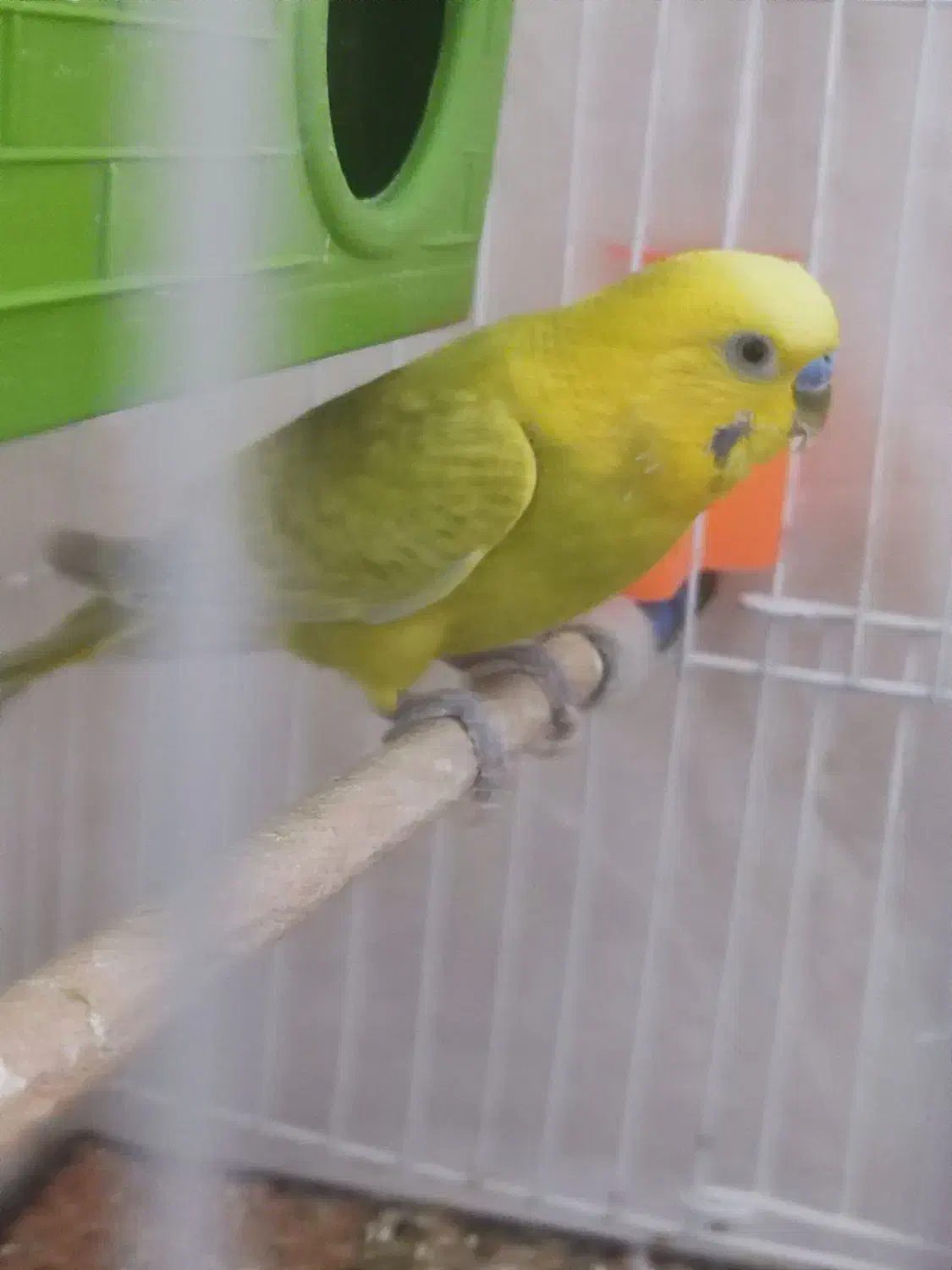 فروش سریع یک جفت مرغ عشق هلندی دستی دوتا|پرنده|مسجد سلیمان, |دیوار