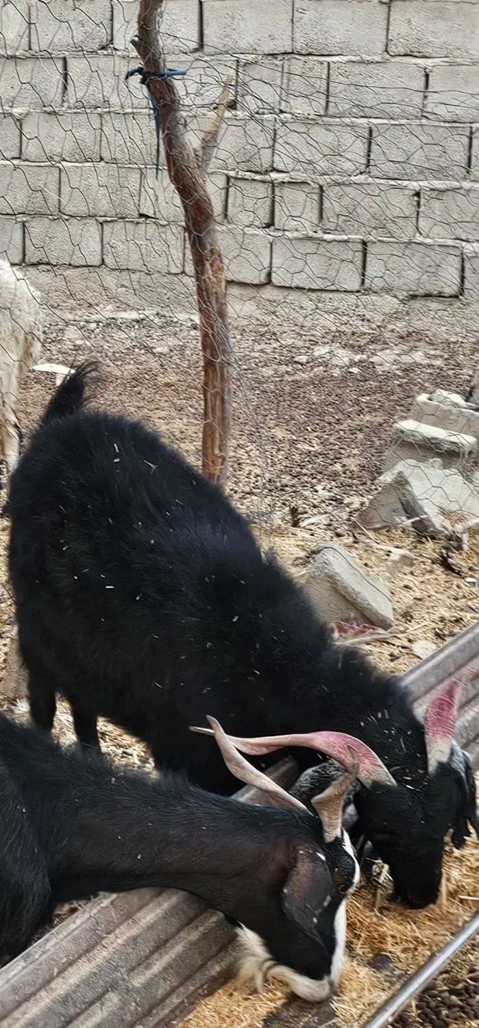 بز کورکی جوان آبست|حیوانات مزرعه|هیرمند, |دیوار