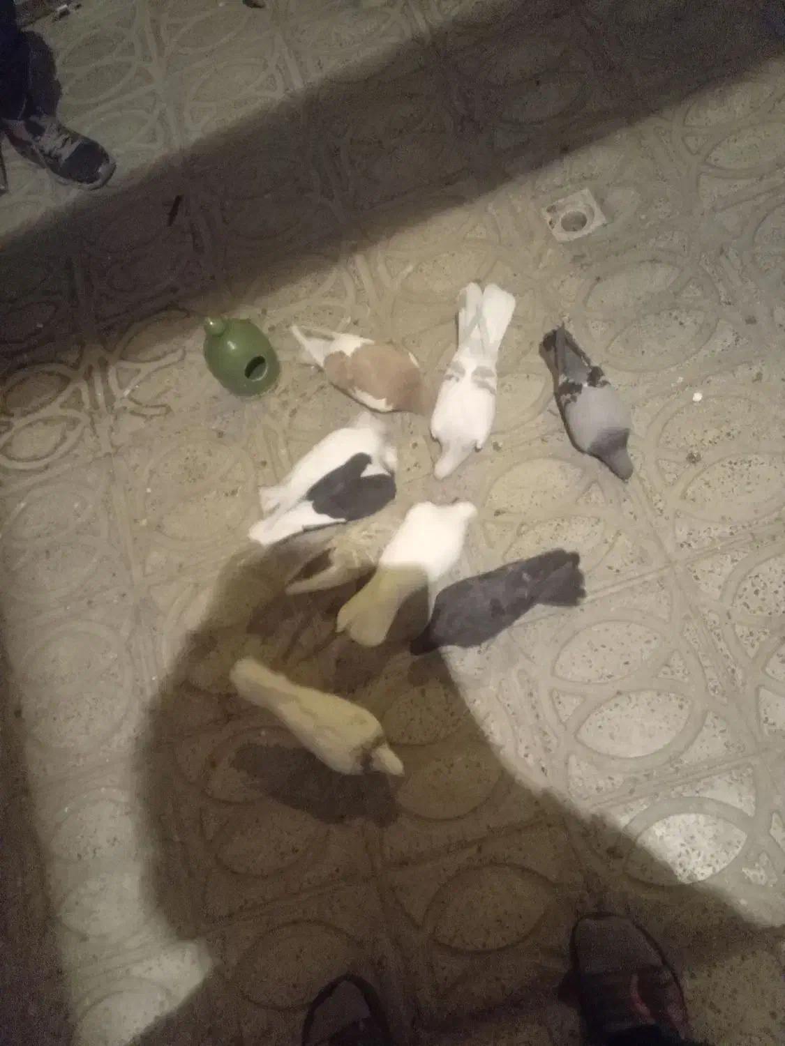 پرنده|پرنده|محمدیه-قزوین, |دیوار