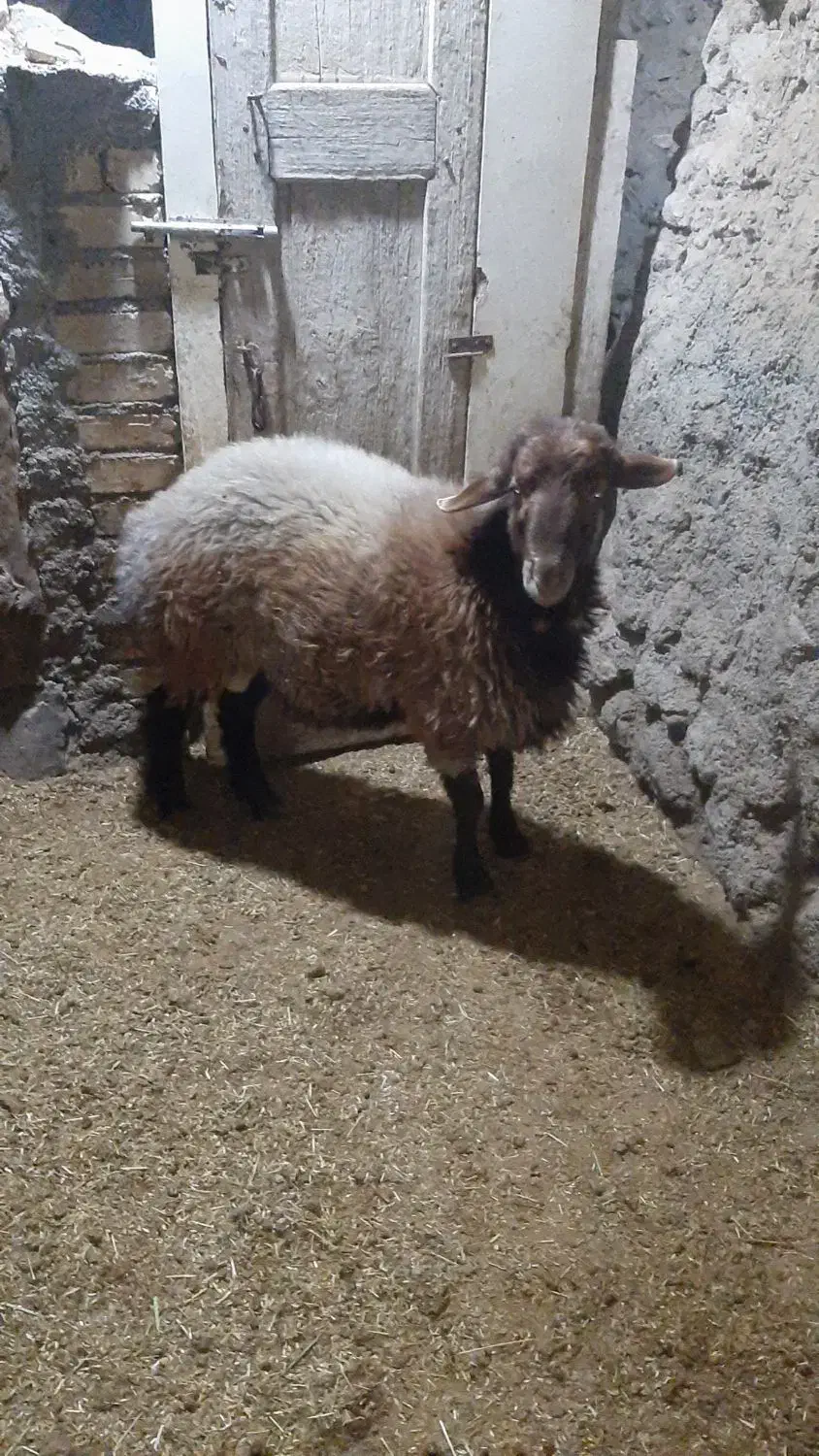 بره قوچ هترو|حیوانات مزرعه|مشهد, عامل|دیوار