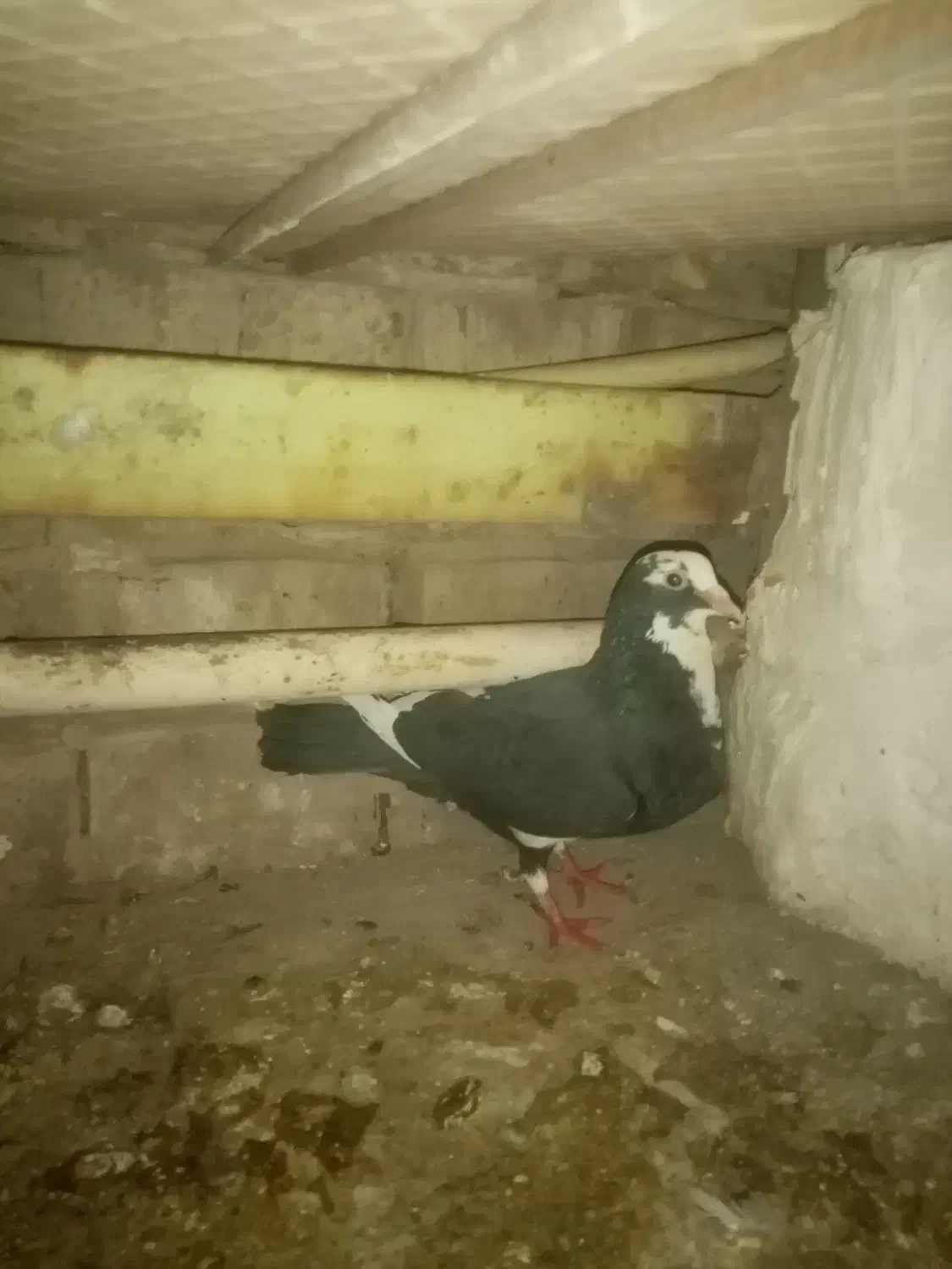 سین سیا|پرنده|کرمان, |دیوار