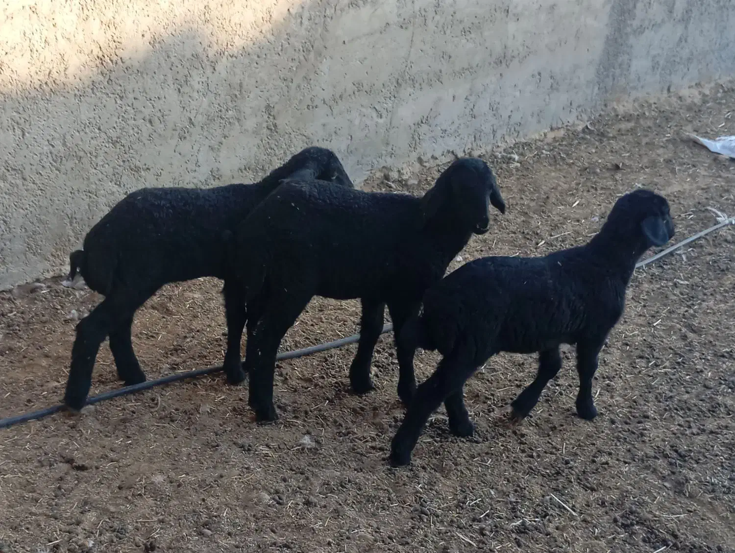 بره شیری و علف خور افشار|حیوانات مزرعه|شیراز, کوشک بیدک|دیوار